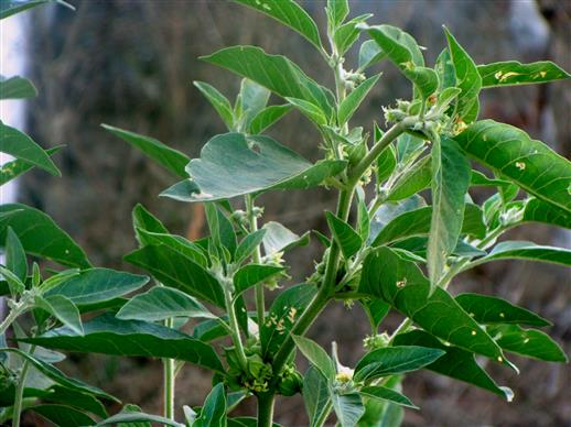 Withania somnifera